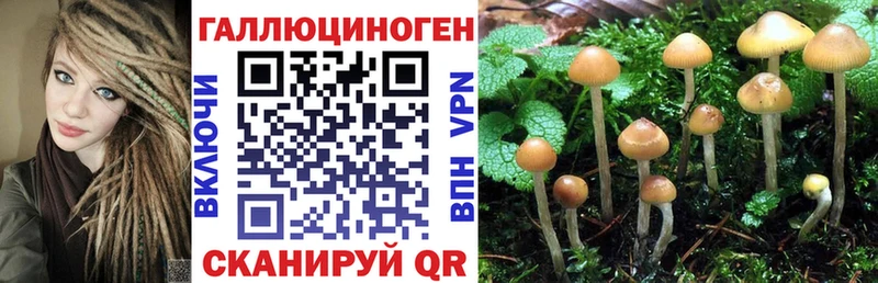 Псилоцибиновые грибы Psilocybine cubensis  Котельники 